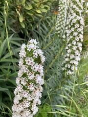 flowers in the forest