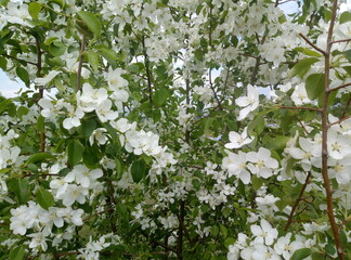 white flowers in the garden