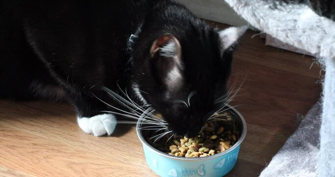 Bicolor Cat - Black and White Cat Eating In A Bowl On The Floor. - close up
