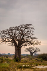 Fototapeta na wymiar Baobab tree in Tarangire National Park in Tanzania, Africa