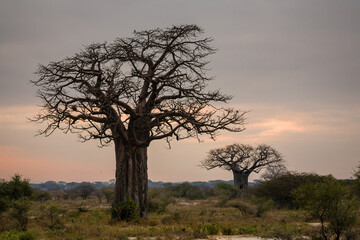 Naklejka na ściany i meble Baobab tree in Tarangire national park, Tanzania, Africa.