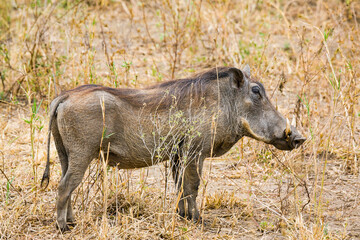 Solitary warthog in dry grass.
