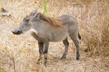 Fototapeta premium Solitary common warthog in dry grass.