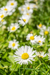 Obraz na płótnie Canvas A macro of a field of white flowers on grass with bees