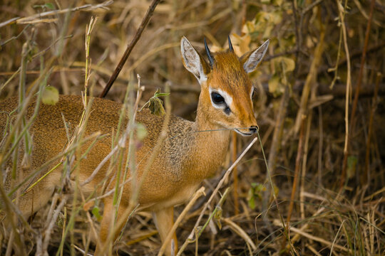 Closeup of Dik dik in dry grass. A small Antelope from Africa.