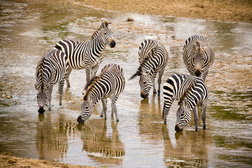 Fototapeta na wymiar A small Herd of Zebra in shallow water drinking at the river.
