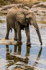 Fototapeta na wymiar Lone Elephant in shallow river bed drinking.