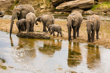 Fototapeta na wymiar A family group of elephant have come to the river to drink.