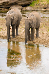 Vertical image of  2 elephant drinking in shallow river.