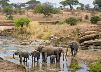  a group of African Elephants walking and drinking in a shallow river bed.