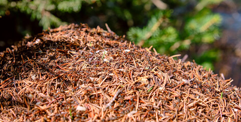 Countless number of ants close-up on an anthill in a coniferous forest in the mountains
