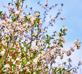 Blooming apple tree flowers on the background of blue sky in spring season
