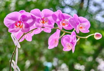 Sunny pink Orchid flower (Phalaenopsis) on the bokeh background
