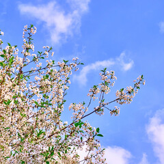 Blooming cherry tree flowers on the background of blue sky in spring season