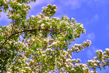 Blooming hawthorn on the background of blue sky with clouds in spring season