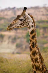 Closeup of giraffe with out of focus savannah background.