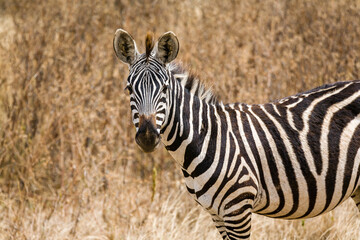 Closeup of Zebra looking at the camera in Tanzania, Africa.