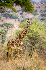 Full length photo of a giraffe with acacia trees and  dry grassland.