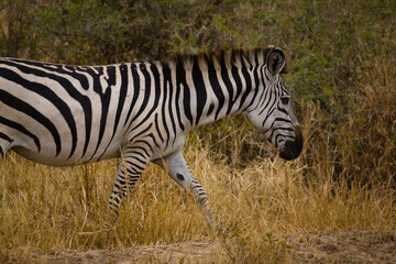 Fototapeta na wymiar Side view of a Zebra walking in tall grass.