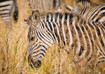 Fototapeta na wymiar Closeup of a Zebra, head shot, in tall grass.