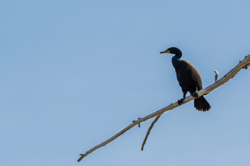 Double-crested Cormorant (Phalacrocorax auritus) bird perched on a tree branch and blue sky copy space Canadian wildlife background