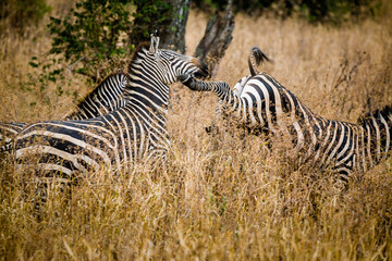 Fototapeta na wymiar Zebra kicking another in the face.