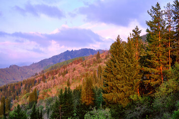 Mountain hills overgrown with coniferous and deciduous forests illuminated by the soft light of the setting sun