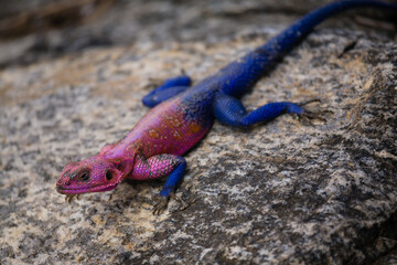 Red headed Agama lizard on a rock.