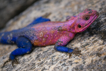 Naklejka na ściany i meble Red headed Agama lizard on a rock.