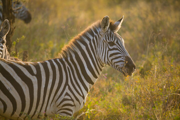 Zebra alert in warm evening light.