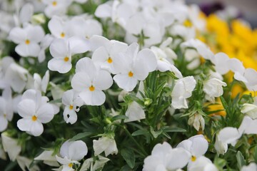 白色のビオラの花