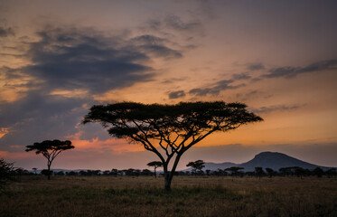 Sunset with acacia tree and mountain in Serengeti