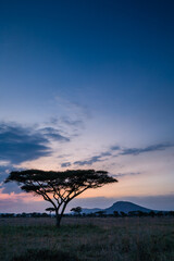 Fototapeta na wymiar Scene with acacia tree in Serengeti National Park Tanzania.