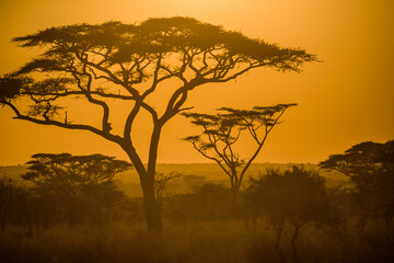 Naklejka na ściany i meble Scene in Serengeti National Park Tanzania.