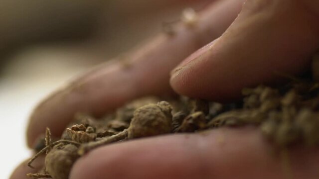 Macro Shot Of A Hand Holding Madder Root, Herbal Plant Used For Dye And Medicine