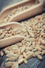 Rye grain with wooden spoon on old rustic board. Agriculture concept