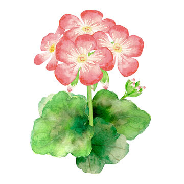 ゼラニウム Images Browse 3 418 Stock Photos Vectors And Video Adobe Stock