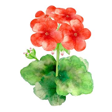 2 771 Best ゼラニウム Images Stock Photos Vectors Adobe Stock 2 771 Best ゼラニウム Images Stock Photos Vectors Adobe Stock