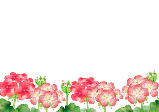 ゼラニウム Images Browse 3 418 Stock Photos Vectors And Video Adobe Stock