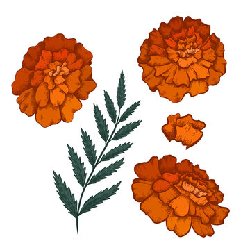 3 017 Best Marigold Drawing Images Stock Photos Vectors Adobe Stock
