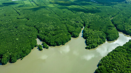 Aerial view mangrove jungles in Thailand, River in tropical mangrove green tree forest view from above, trees, river. Mangrove landscape, Ecosystem and healthy environment concept and background, Asia