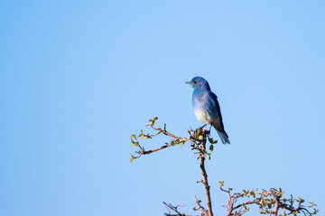 Male Mountain Bluebird at Mesa Verde National Park in Colorado in spring