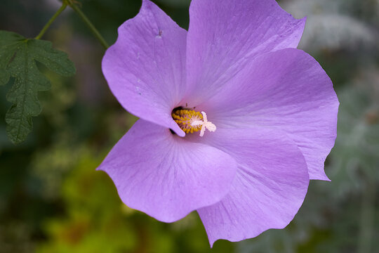 purple flower in the gardeb