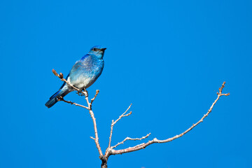 Male Mountain Bluebird at Mesa Verde National Park in Colorado in spring