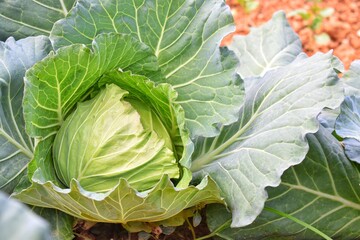 The cabbage grows in vegetable plots. Cabbage weights generally range from 500 to 1,000 grams.