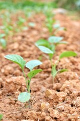 Sapling in the plots of vegetables on a sunny day.