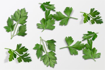 Cilantro.