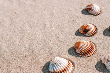 Summer background beach with seashells, starfishes on sand ocean background. Copy space. Road frame set.