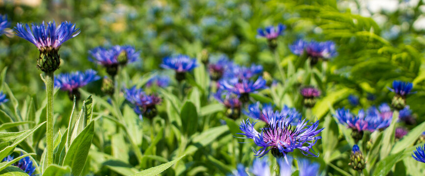 beautiful blue cornflowers and ferns on the background of green grass in the garden