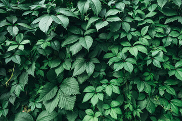 Fototapeta premium Texture of many fresh beautiful leaves of green wild grape. Natural background.